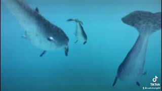 Basilosaurus Hunting Dorudons