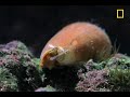 snails