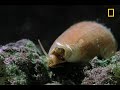 snails