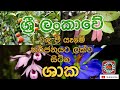 ශ්‍රී ලංකාවේ වඳ වී යෑමේ තර්ජනයට ලක්ව සිටින ශාක||Sri Lankan Endangerd plants||@AnanmananTV7500  2022