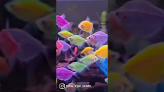 Glow Fish All Colour Aquatic -Malang