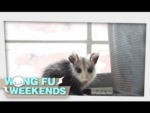 Wong Fu Weekends: Ep 21 - Awesome Possum