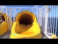 Amy Reports on the Carnival Cruise Water Slide!