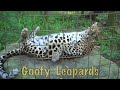 leopards