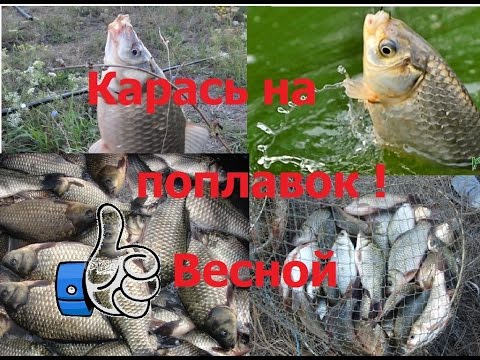 ловля карася весной на поплавочную видео ловля карася весной на поплавочную видео