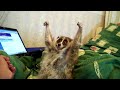 slow loris pet gets tickled good love from owner endangered species cute