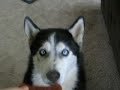 Siberian Husky Chinook & The Bone Dance