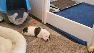 Akc Staffordshire Bull Terrier Puppies, Almost 4 Weeks