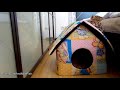 I'm Paris: the most playful Cute and Funny girl Kitten