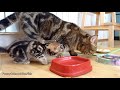 I'm Paris: the most playful Cute and Funny girl Kitten