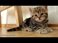 kitten