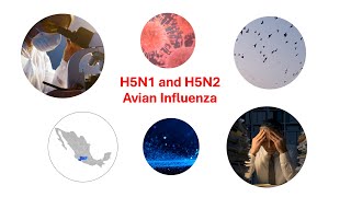H5N1 And H5N2 Avian Influenza