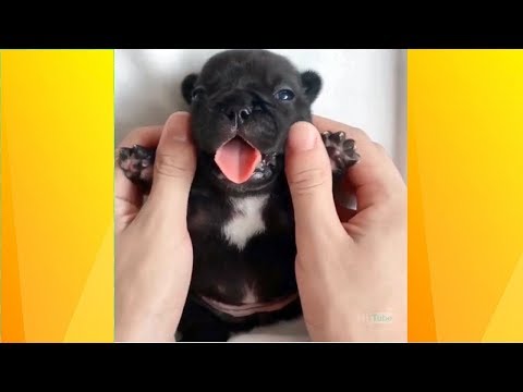 🤣 Funniest Cats 🐱 And Dogs 🐶! Awesome Animals 2019