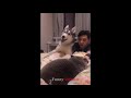 🤣 Funniest Cats 🐱 And Dogs 🐶! Awesome Animals 2019