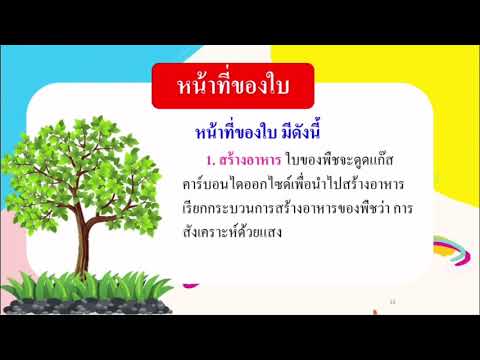 ส่วนประกอบของพืช (ใบ)
