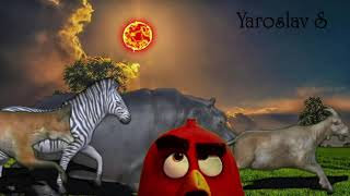 Stampede Animal And Angry Bird Red