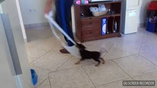 German Hunting Terrier Best Moments