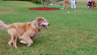 SwiftPaws will keep your dog chasing for fun