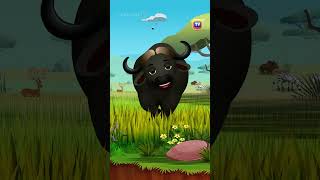 Big Five Of Africa - Animals Song #Shorts #Chuchutv #Kidssongs #Learningsongs #Animalshorts #Africa