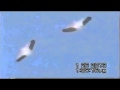UFO,S Incredible Fleet synchronized OVNIS oleada Enero 2013 guadalajara mexico