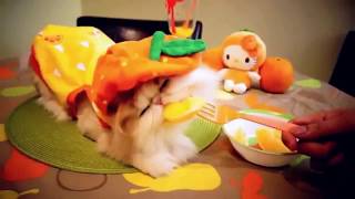 Try not to laugh and these Cats trying on Funny costumes