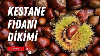 Kestane Fi̇dani Di̇ki̇mi̇ Nasil Yapilmali Bahçeden