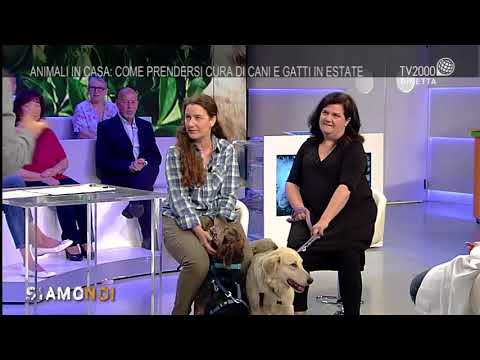 Siamo Noi - Animali in casa, come prendersi cura di cani e gatti in estate