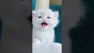 Mau Mau Billi Cartoon