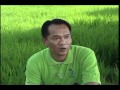 Kỹ Thuật Trồng Lúa Tại Thái Lan