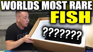 I Got The Worlds Rarest Fish - The King Of Diy
