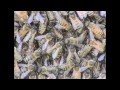 Tom Seeley: Honeybee Democracy