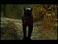 The Truth About Tigers - Part 1 - a film by Shekar Dattatri