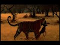 Tigers
