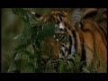 The Truth About Tigers - Part 1 - a film by Shekar Dattatri
