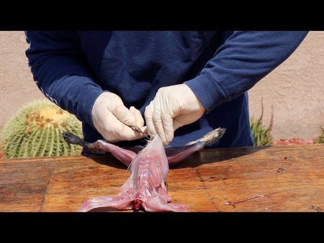 Watch HOW TO CLEAN A RABBIT on YouTube.