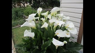 Arum Magnifique Chez Ma Mère