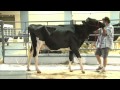 2011 National Holstein Sale