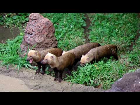 ヤブイヌの行進（The march of Bush Dog）