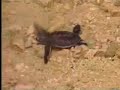 Animal Talk Sea Turtle images Animal Talk Sea Turtle