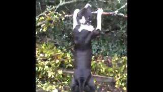 Dog Vs Tree