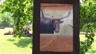 Zoo Wrocław - Perlica,Dromader,Osioł,Oryks, Arui, Antylopy, Watusi - Ogród Zoologiczny We Wrocławiu
