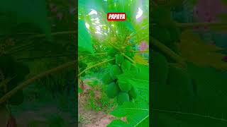 Papaya Tree Gardening