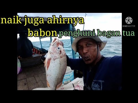 #ahirnya naik juga tompel babon penghuni balasa bagan#