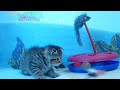 Video Купить котенка в питомнике