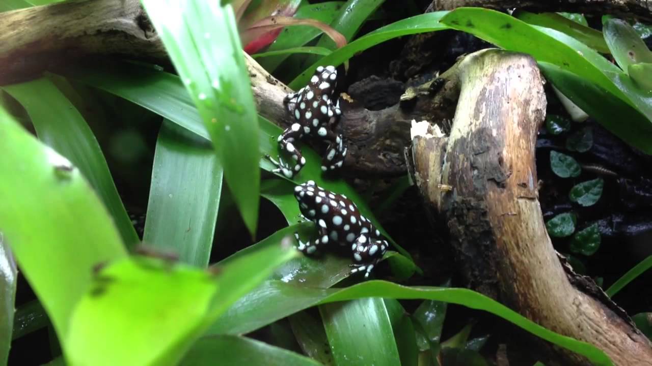 vivarium terrarium e mysteriosus dart frogs youtube calling tree