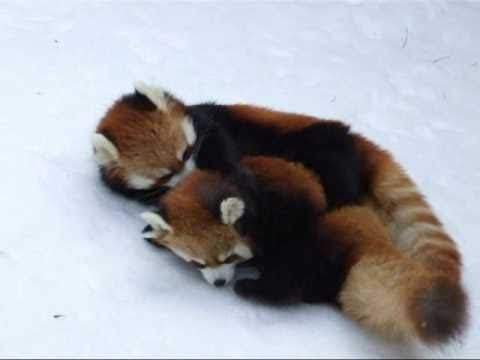 ココ＆リリィ☆円山動物園レッサーパンダ