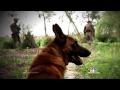 ‘He Saved My Life’: Vet with PTSD Reunited with Dog Four Years Later | NBC Nightly News