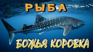 Божья Коровка  «Рыба» | Клип 2006