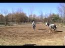 Title:Willow Oct 29 Description:Willow lunging clockwise