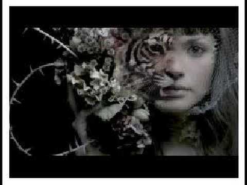 Solarhalfbreed Video